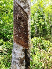 Trees growing in forest