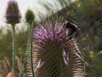 Close-up of honey bee on thistle