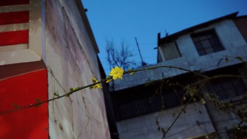 Low angle view of yellow flower on house