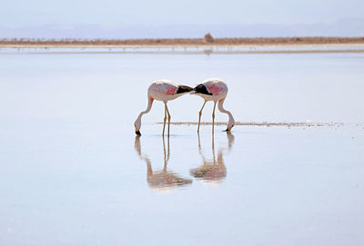 Pair of beautiful flamingos grazing in chaxa lagoon, part of salar de atacama salt flat, chile