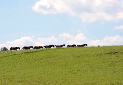 Low angle view of horses walking on field against sky