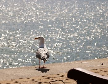 Seagull perching on shore by sea against sky