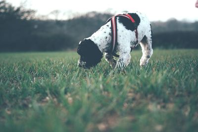 Close-up of a dog ball on field