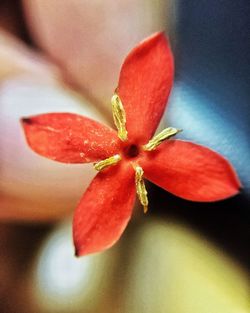 Close-up of red flower