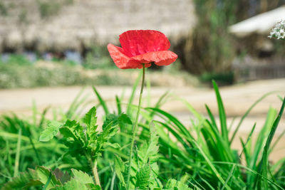 Close-up of red flower on field