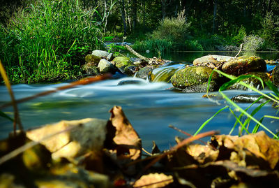 Rocks by lake in forest