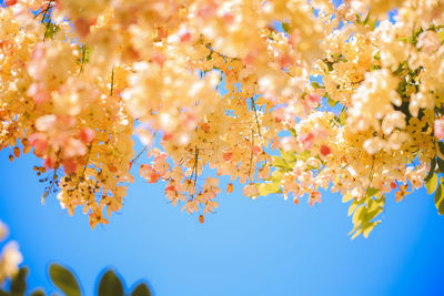 Low angle view of flowering plant against blue sky