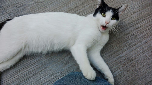 Portrait of cat lying down on floor at home