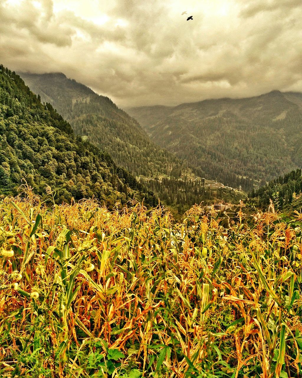 SCENIC VIEW OF AGRICULTURAL FIELD AGAINST CLOUDY SKY