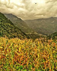 Scenic view of field against cloudy sky