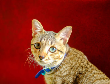 Close-up of a cat looking away