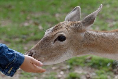 Cropped hand feeding deer in zoo