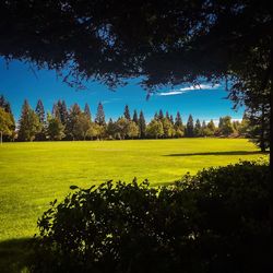 Scenic view of field against clear sky