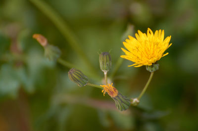 Close-up of yellow flowering plant