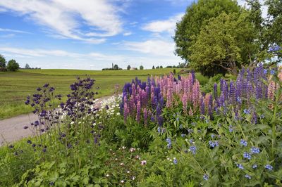 Purple flowers growing on field against sky