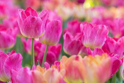 Close-up of pink tulips