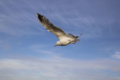 Low angle view of seagull flying against sky