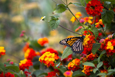 Close-up of butterfly pollinating on yellow flower