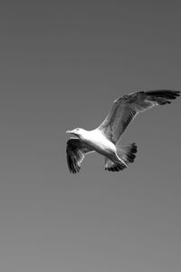 Low angle view of bird flying against clear sky