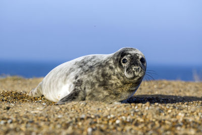Close-up of seal at beach against clear blue sky