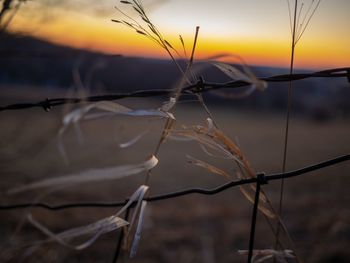 Close-up of plant on land against sky during sunset