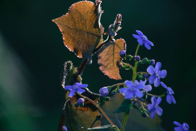 Close-up of butterfly pollinating on purple flower