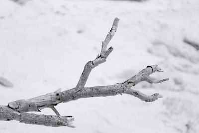 Close up of wood