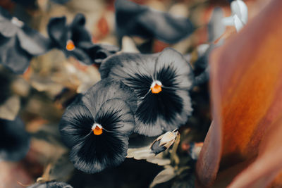 Close-up of white flower