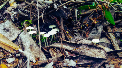 High angle view of mushrooms growing on field