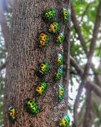 Close-up of caterpillar on tree trunk