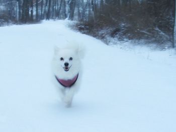 Portrait of white dog in snow