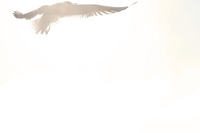 Low angle view of bird flying in sky