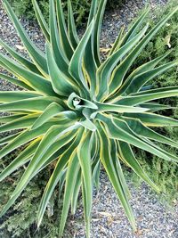 Full frame shot of plant