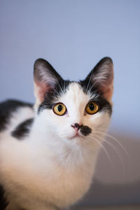 Portrait of a black and white mix breed young cat sitting and staring to a camera