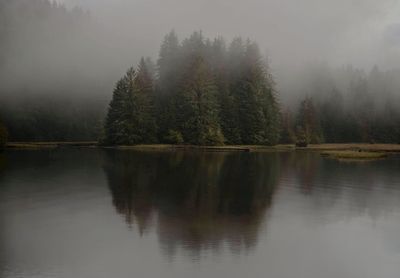 Scenic view of lake in forest