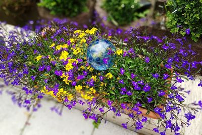 Close-up of purple flowers