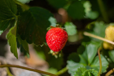 Close-up of strawberry on plant
