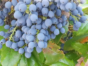 High angle view of grapes growing on plant