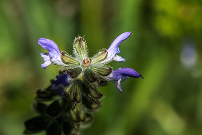 Close-up of bumblebee on purple flower