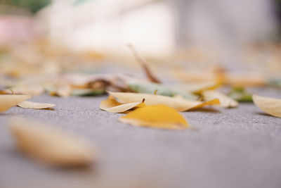 Close-up of autumn leaves