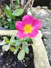 Close-up of pink flowering plant