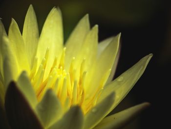 Macro shot of yellow flower against black background