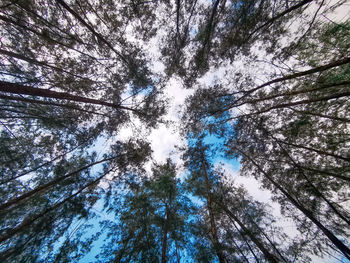 Low angle view of trees against sky