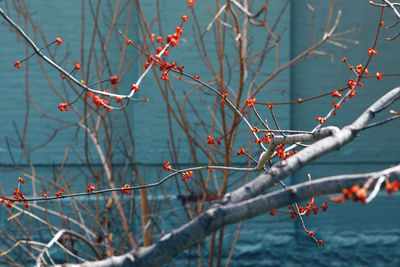 Close-up of berries on tree during winter