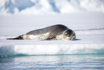 Seal relaxing on frozen sea