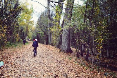 Rear view of men walking in forest