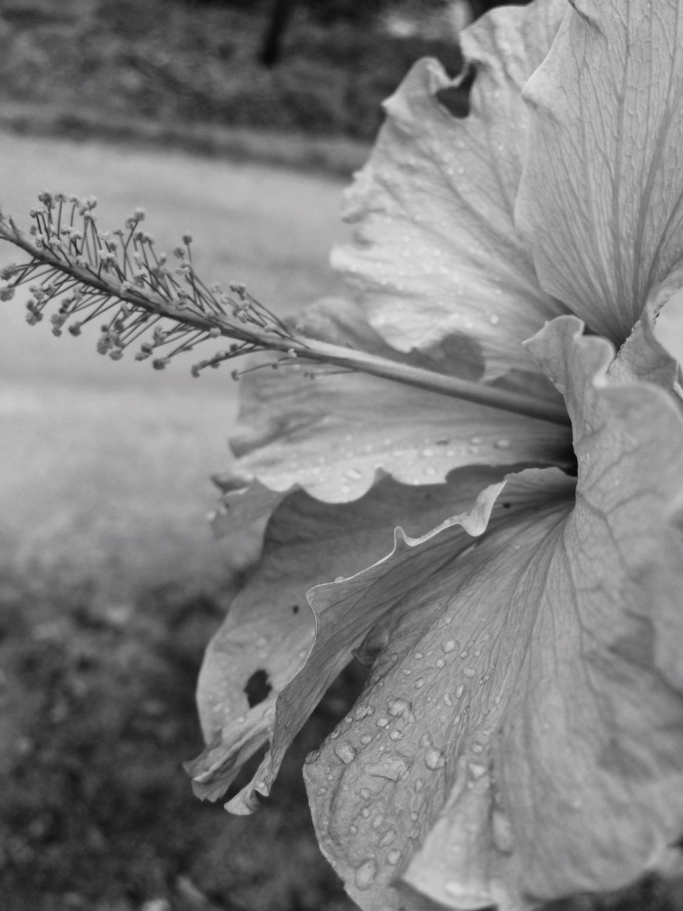 nature, close-up, plant, focus on foreground, no people, growth, outdoors, leaf, day, beauty in nature, flower, animal themes, fragility, flower head