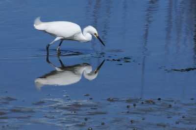 White duck in a lake