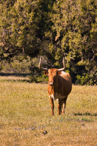 Horse standing in a field