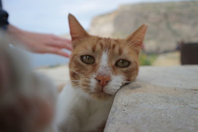 Close-up portrait of ginger cat